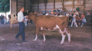 moocow.jpg
